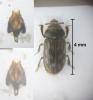 Heterocerus fenestratus